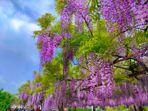 紫藤花