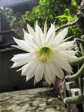 仙人球的花