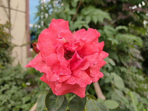 红月季花