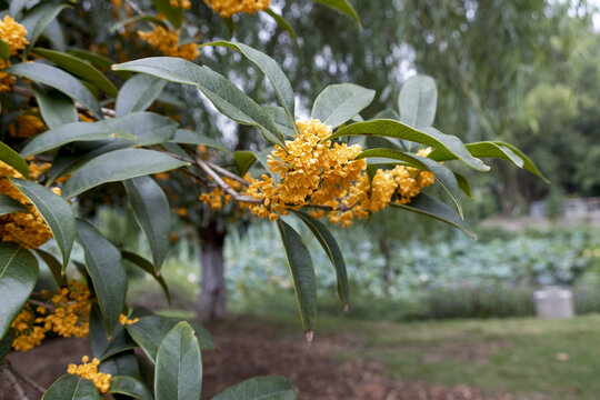 桂花