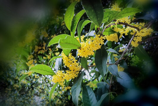 桂花