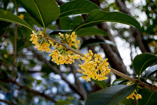 桂花