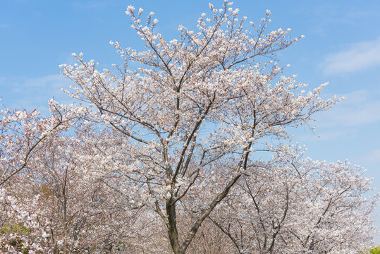 樱花