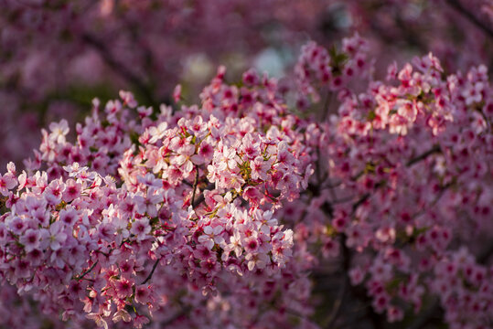 樱花