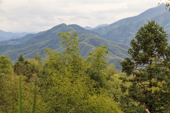 高山竹林