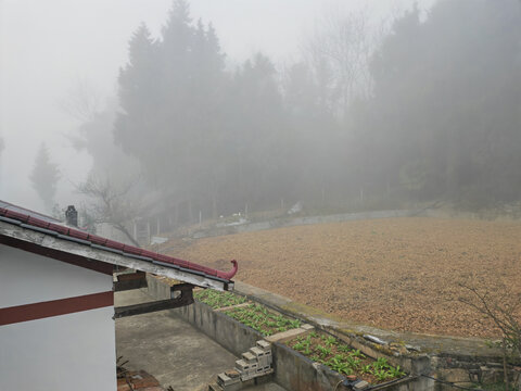 乡村大雾天气