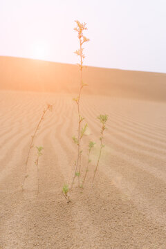 内蒙古乌兰布和沙漠中的一株小草
