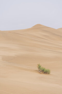 内蒙古阿拉善盟沙漠中的植物