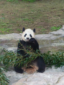 大熊猫二顺靠着石头旁吃竹子