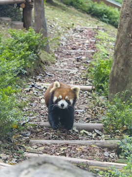 小熊猫伸出前爪行走在碎石路上