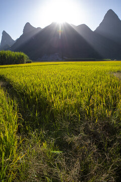 稻田山景