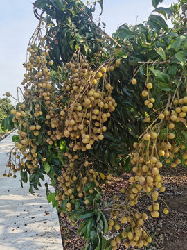 一串龙眼挂满枝头