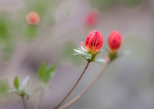 杜鹃花蕾