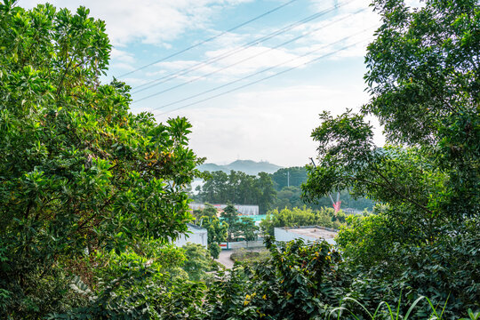 深圳淘金山绿道风景