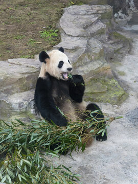 大熊猫二顺张开大嘴吃着竹叶