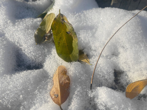 雪中绿叶