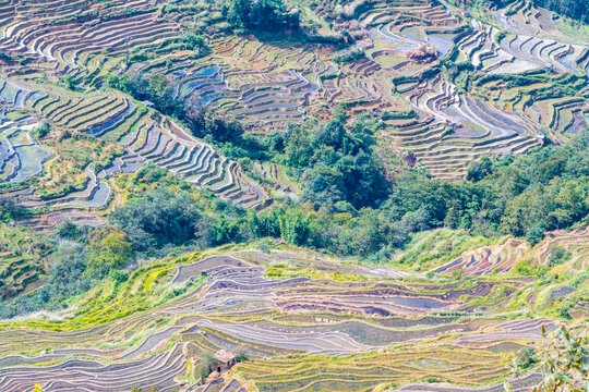 云南元阳坝达梯田的风景