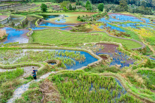 云南元阳箐口村梯田风景