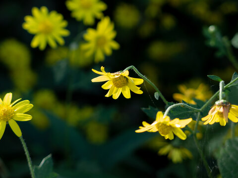 黄色的千里光花朵