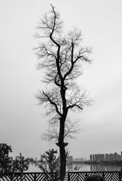 湖边枯树