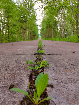 初夏的小路