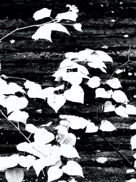 初夏的白桦树