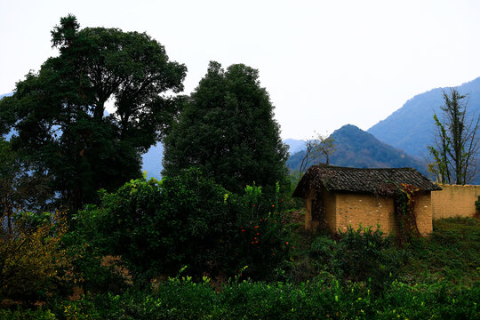 乡村风景