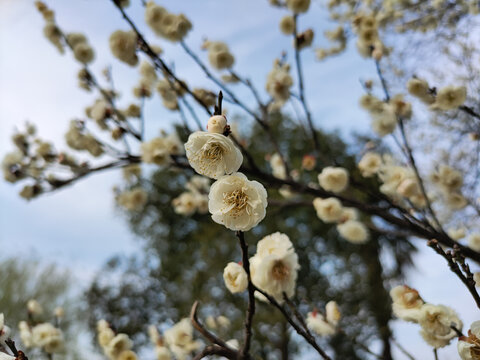 樱花