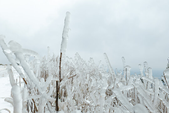 冰雪森林