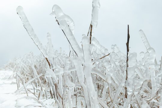 冰雪森林