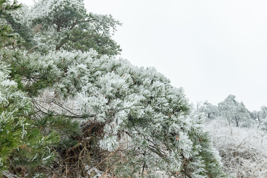 冰雪森林