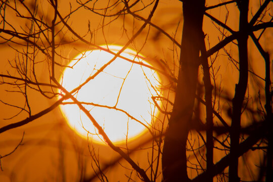 太阳落日西下树枝剪影