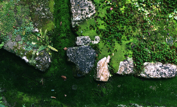 苔藓与石头