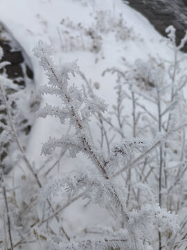 雪中植物
