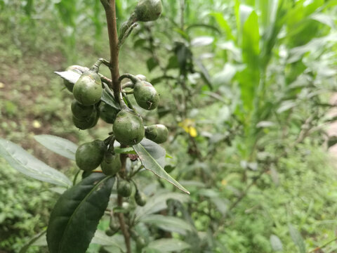 茶花果子