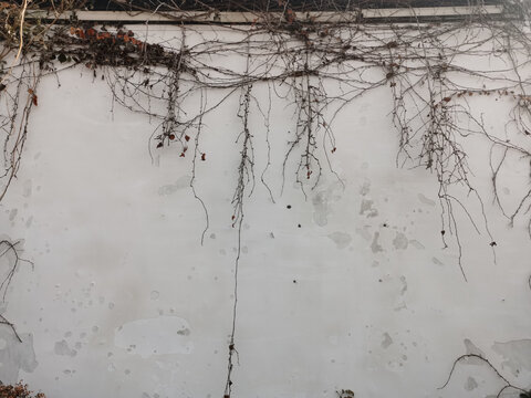 白墙黑瓦植物藤蔓爬满墙