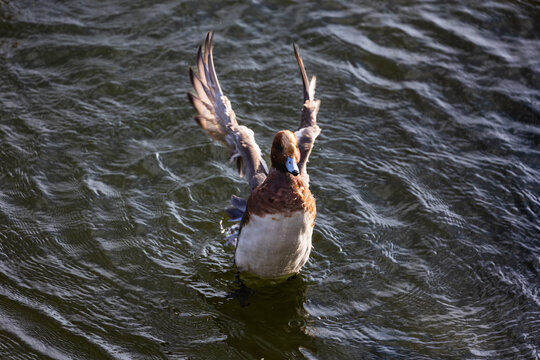 深圳海边水中栖息游动的赤颈鸭