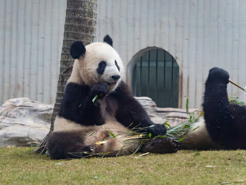 熊猫星星辰辰坐车吃竹竿