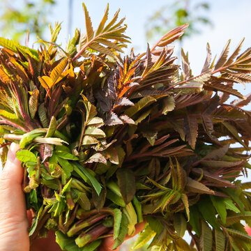 手里拿看香椿芽