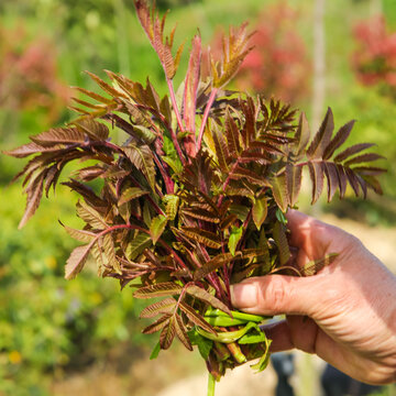 手里拿看香椿芽