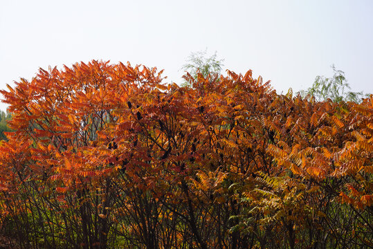 秋冬树叶