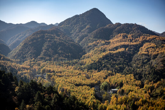 长满树木的大山