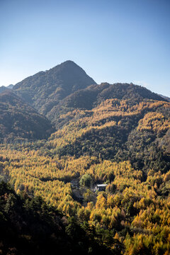 长满树木的大山