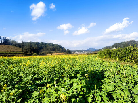 油菜田