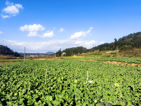 油菜田