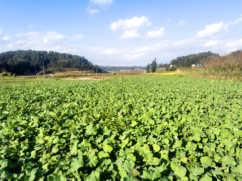 油菜田