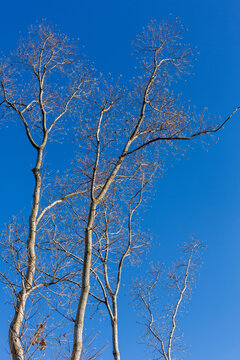 蓝天阳光树