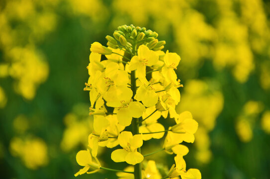 油菜花