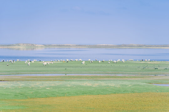 青海省青海湖东洱海草地上的羊群
