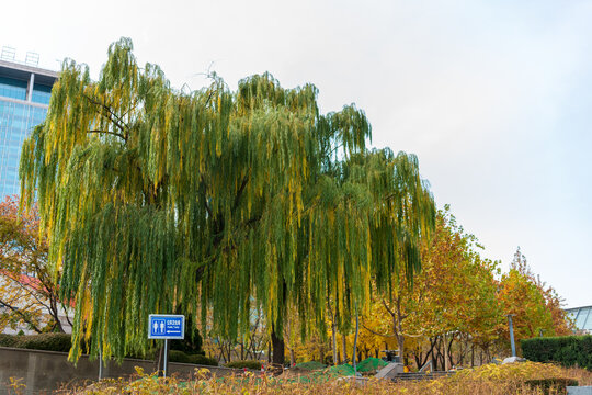 中关村广场